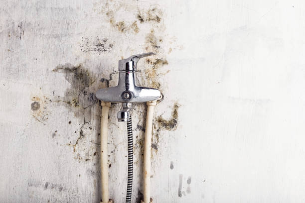 Best Black Mold Removal  in Aiea, HI