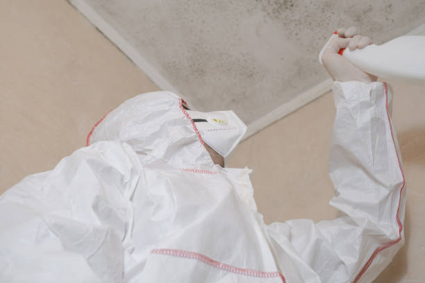 Best Mold Removal Company Near Me  in Aiea, HI