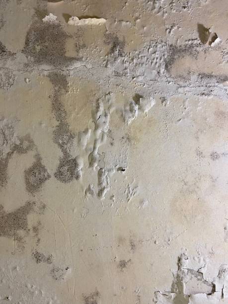 Best Mold Cleaning Services  in Aiea, HI
