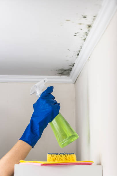Home Mold Removal in Aiea, HI