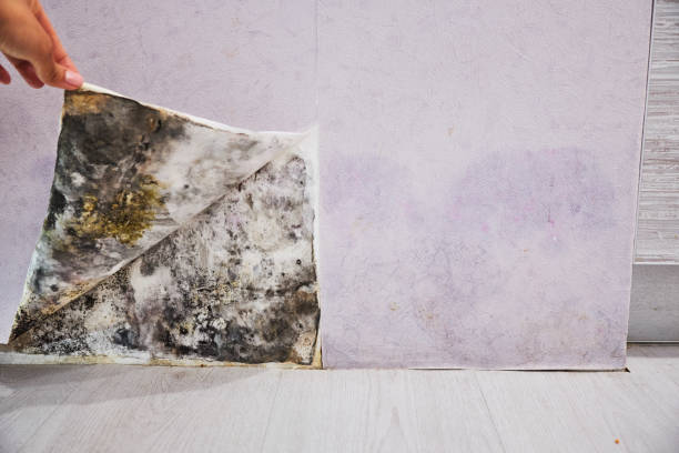 Best Mold Testing  in Aiea, HI